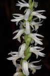 Great Plains lady's tresses